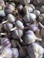 Часник Любаша 2 репродукція