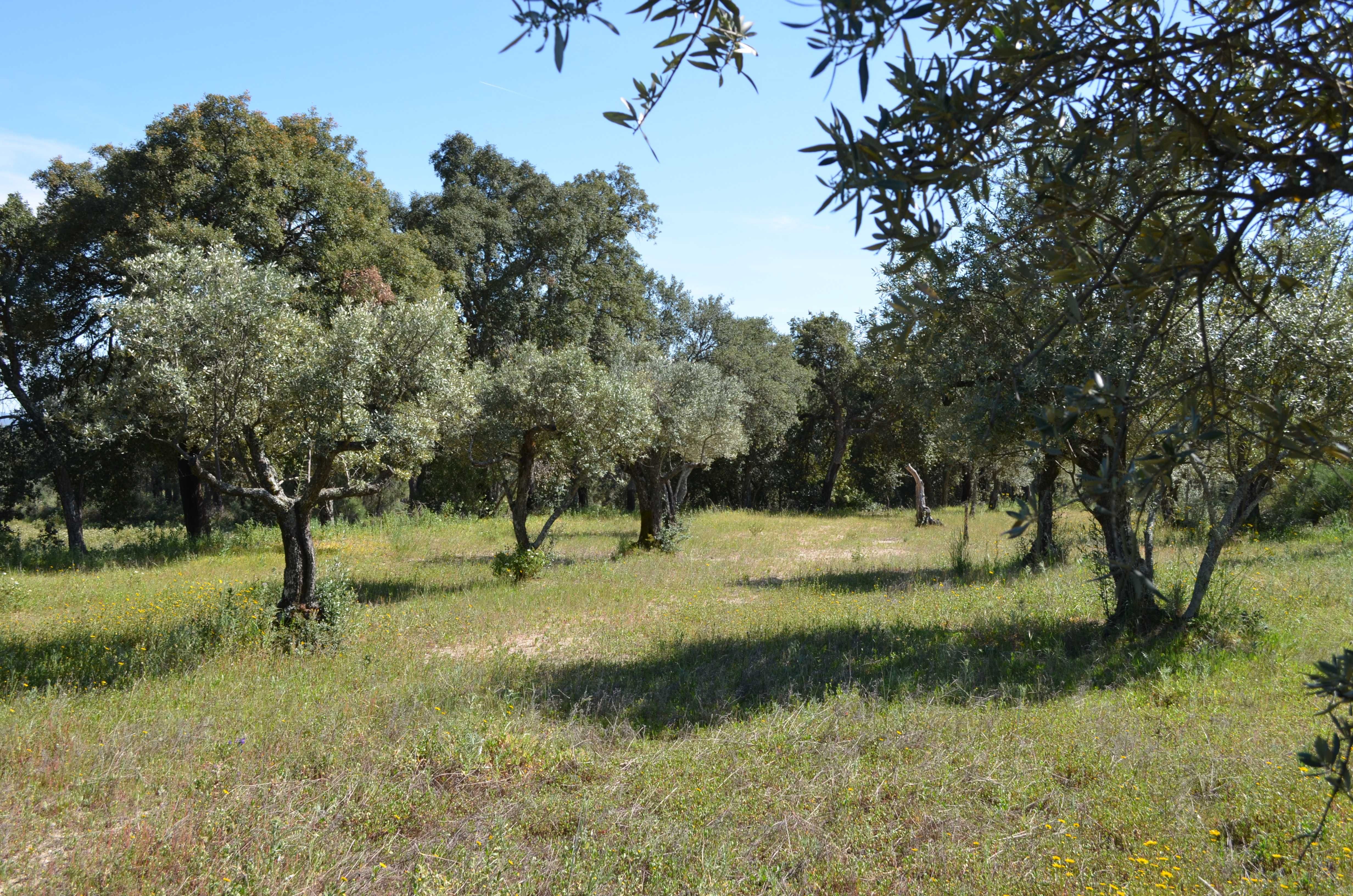 Árvores - Oliveiras antigas Fundão