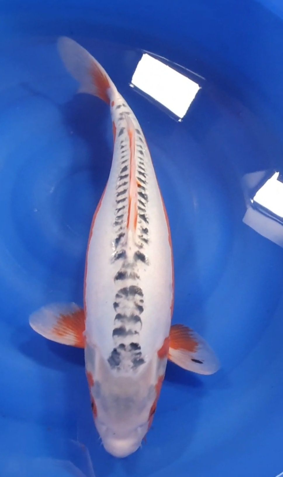 Carpa Koi Shusui Fêmea 58cm