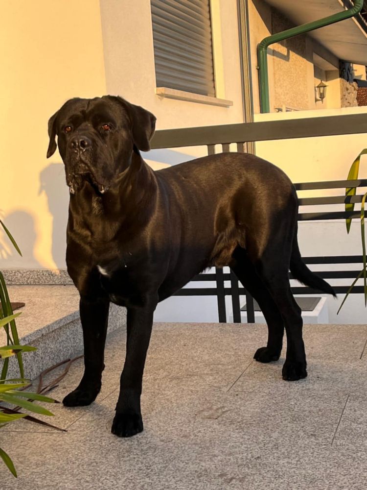 Cane Corso Italiano com LOP e afixo