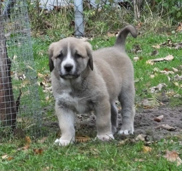 Owczarek Środkowoazjatycki suczka