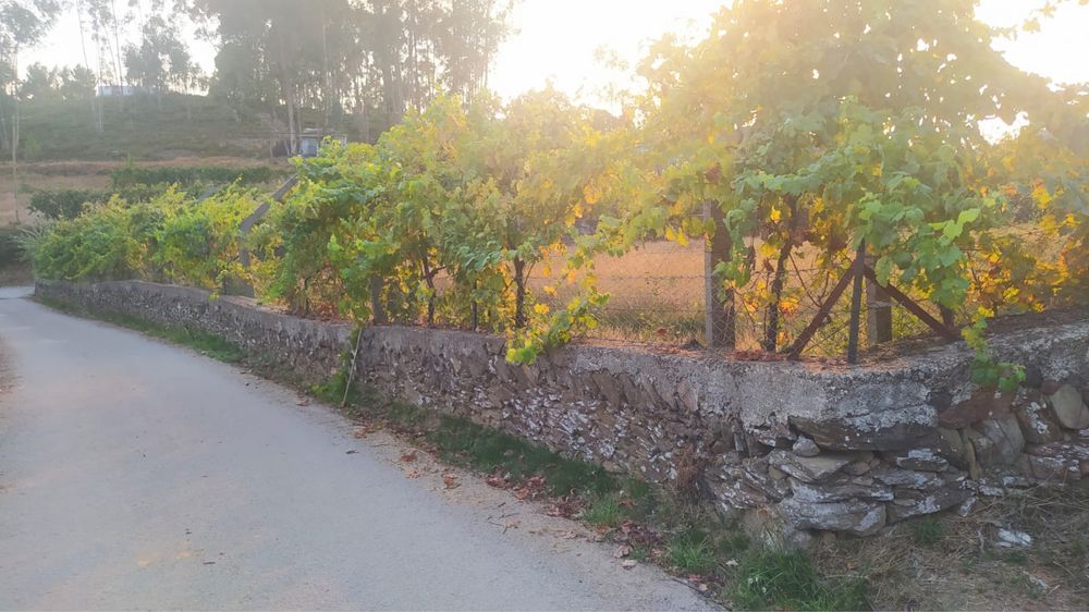 Terreno rustico murado