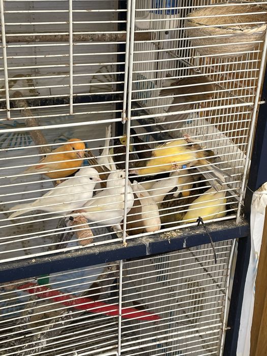 Canarios troco por outras aves