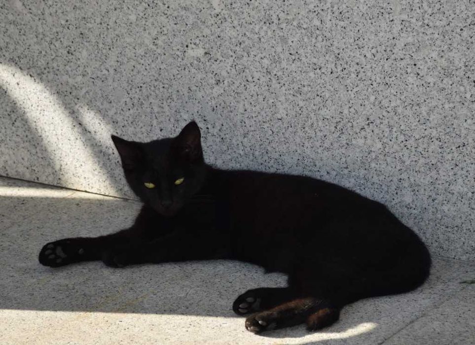Doam-se gatinhos meigos e dóceis com pouco mais de 3 meses