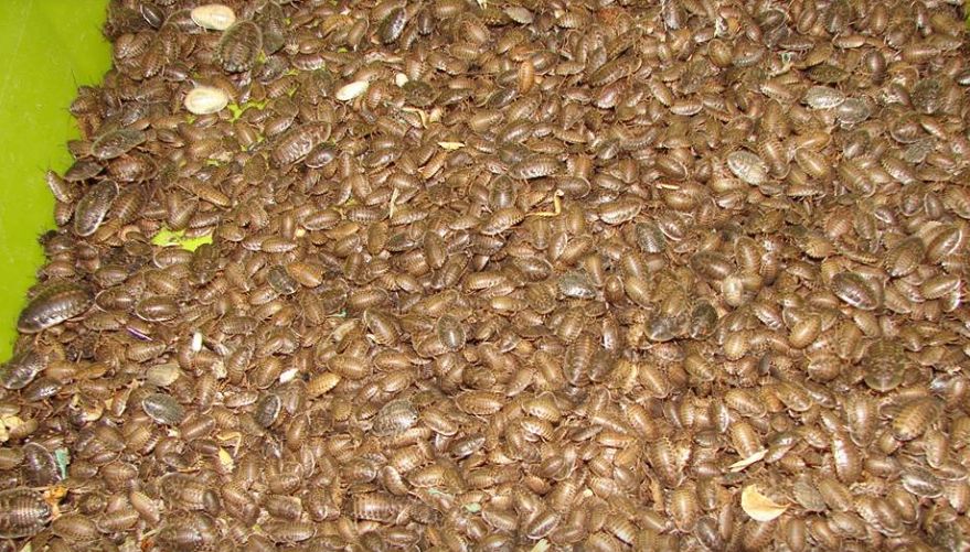 Karaczany Argentyńskie Dubia małe 1-2cm - 60szt CZĘSTOCHOWA