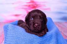 Labrador retriever czekoladowy szczeniak