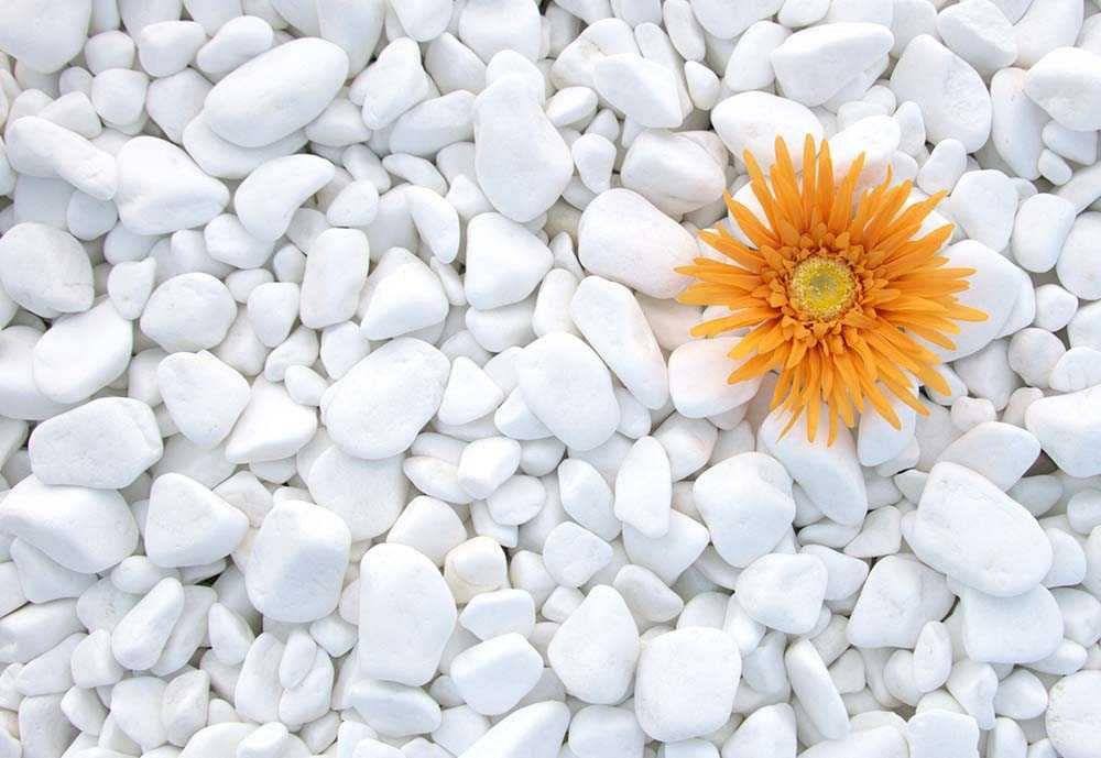 Kamienie dekoracyjne ogrodowe kora dalmatyńczyk żwir