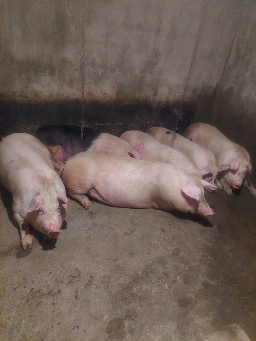 Продам свині домашні 130 - 150 - 160 кг.