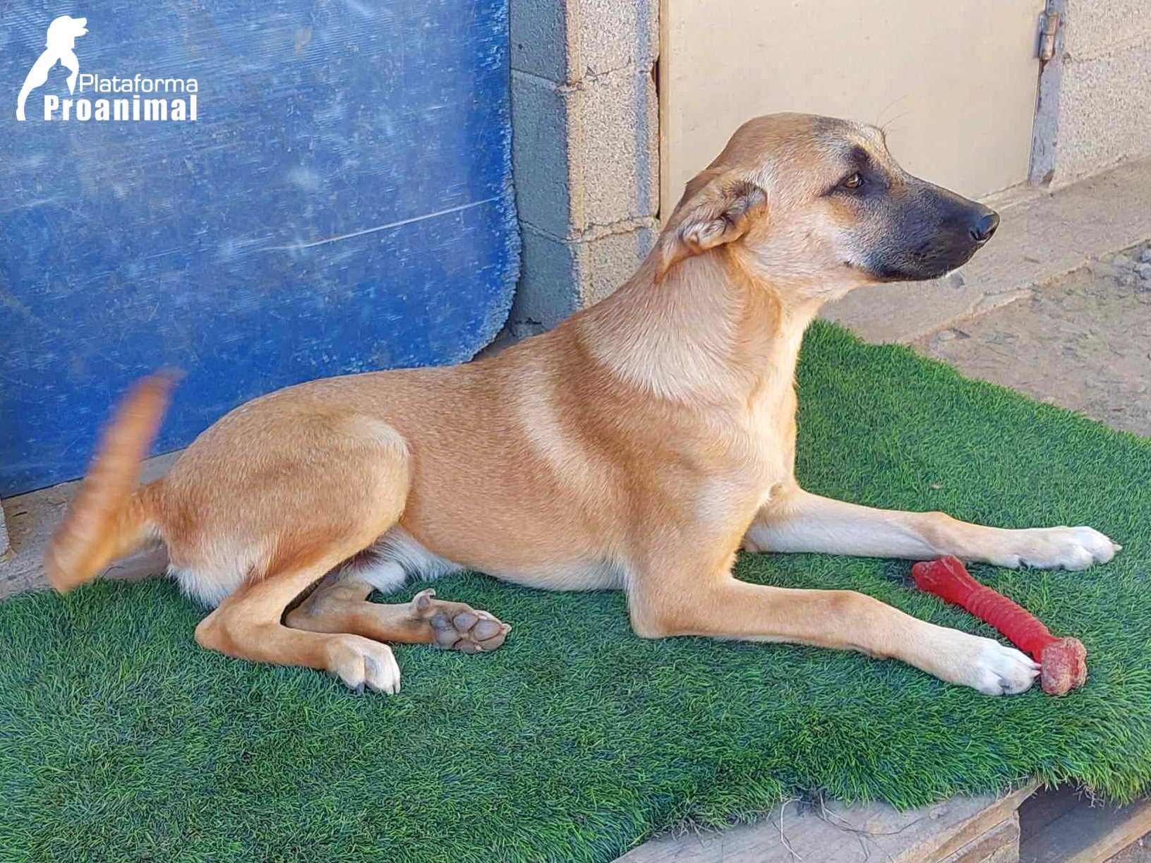 PAULO - Cãozinho jovem para Adoção