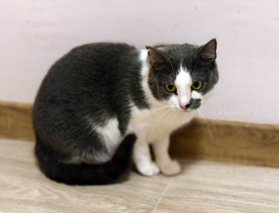 Без надії сподіваюсь — це на жаль, реальність кицюні Сірі