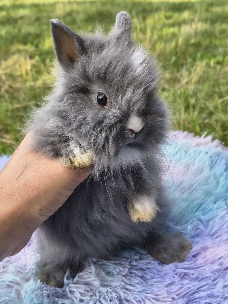 Króliki miniaturki / karzełki / króliczki / mini