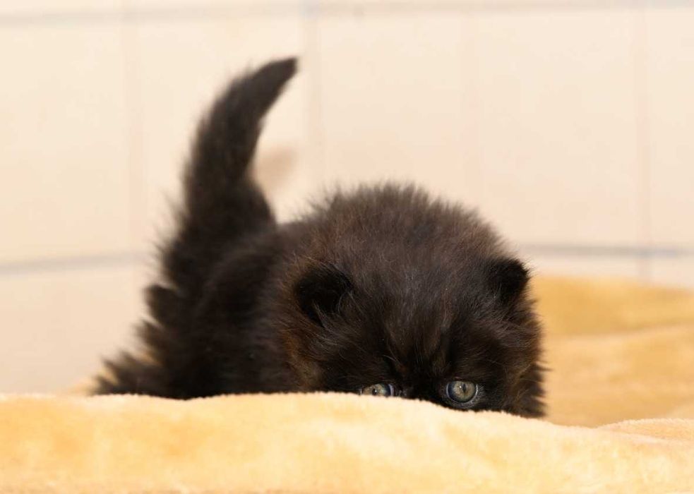 kocięta perskie, persy, koty perskie