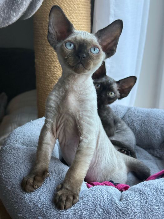 Nicolas Owieczkowy Raj*Pl Kot hodowlany devon rex