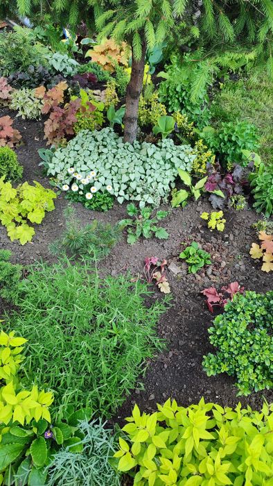 Очиток, седум, заячья капуста, молодило Хоста Гейхера ясколка