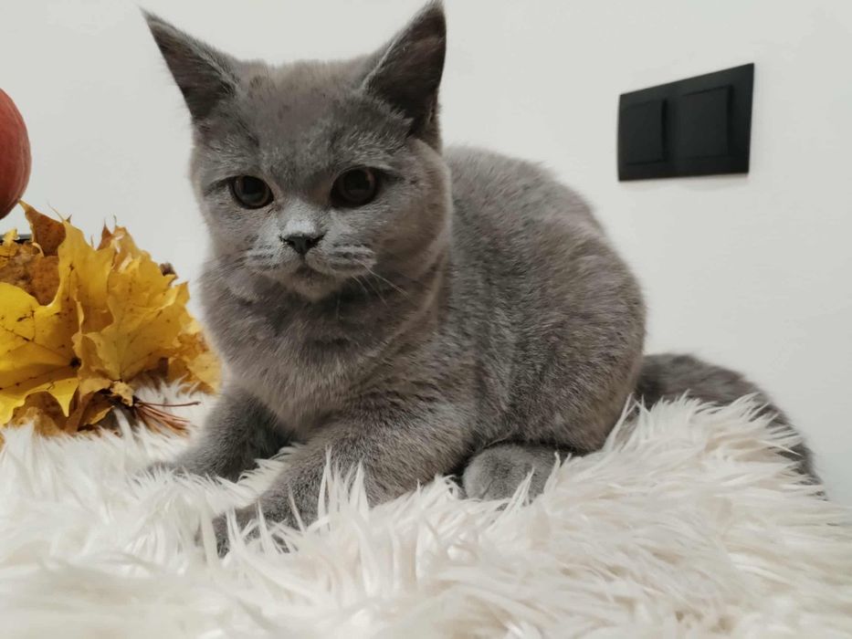 Kocięta Brytyjskie z rodowodem