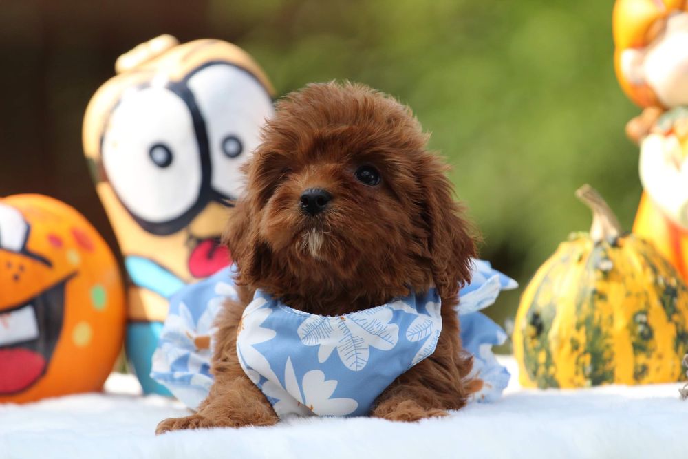 Cavapoo , cavadoodle