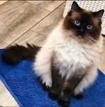 Ragdoll Reproduktor sprzedam doswiadczony