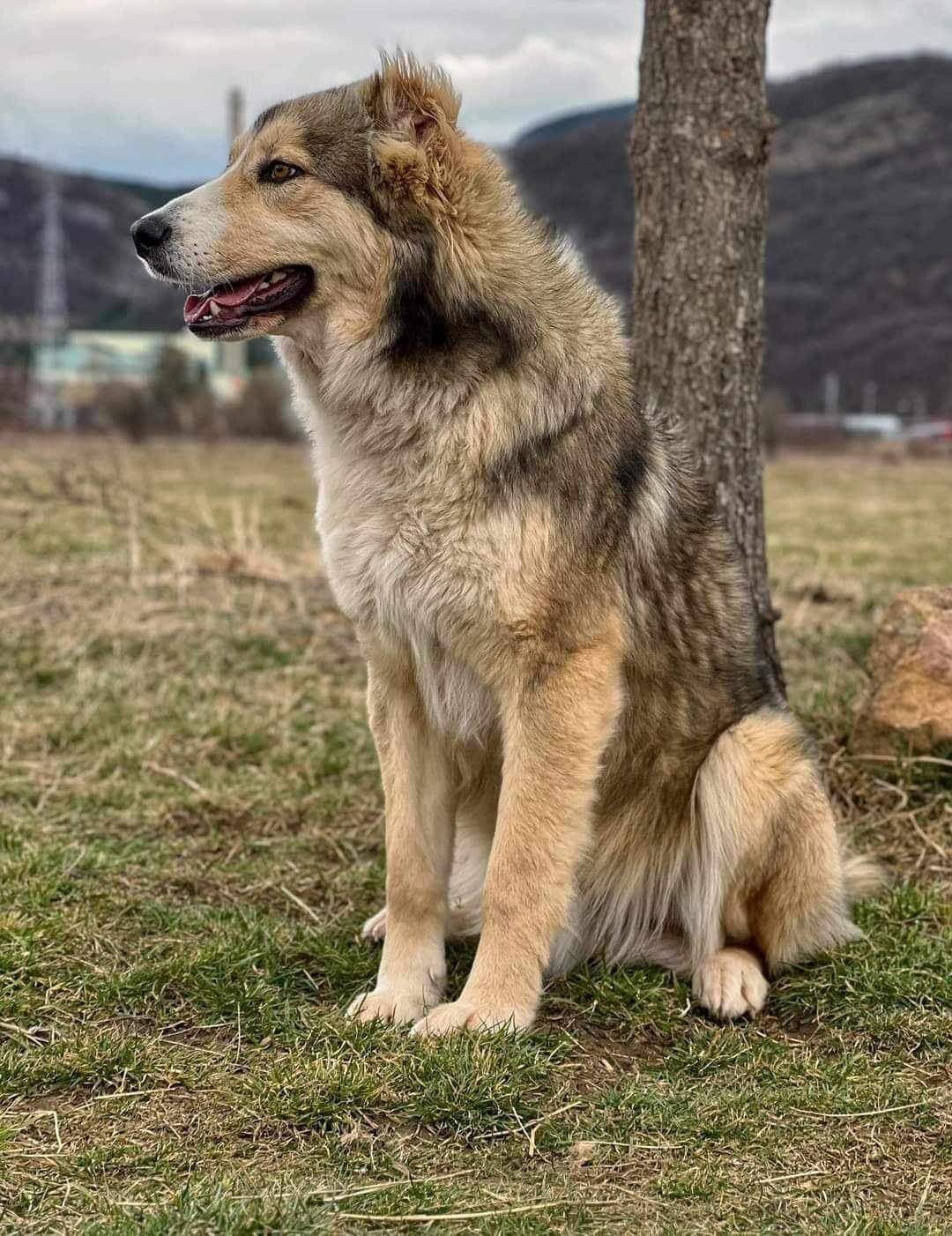 Van - około 2 letni CUDOWNY pies
