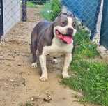 Potężny pies Amstaff Rep