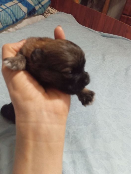 Метис йоркширськгго тер'єра