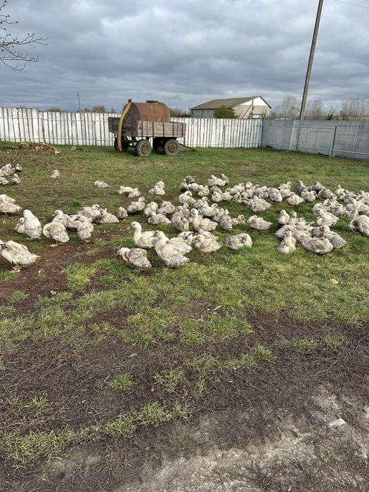 Качки Орвія живою вагою