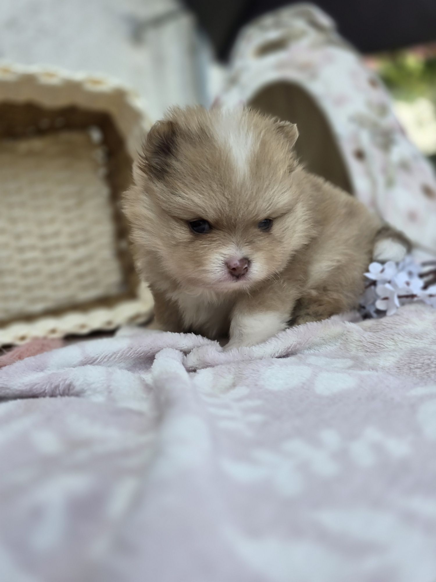 Szpic miniaturowy pomeranian suczka Beza