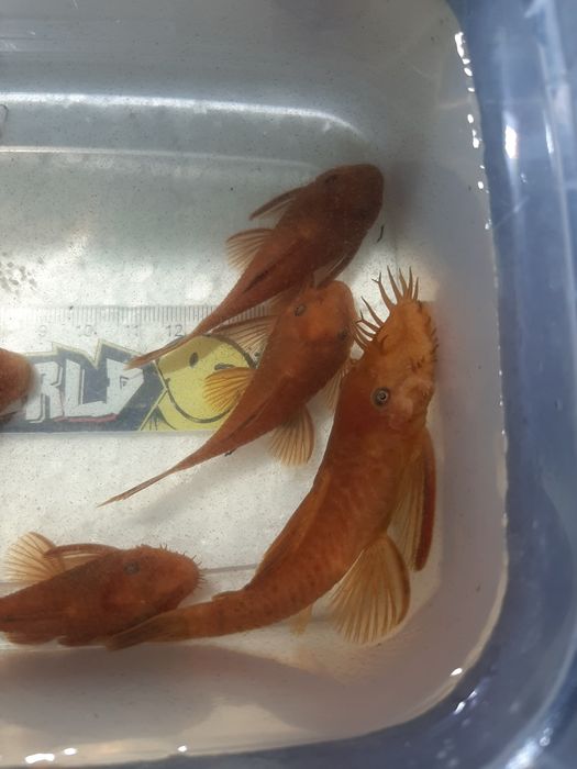 Анциструс супер ред/ производители/ сомы/нерестовые пары