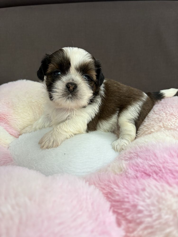 Szczeniak Shih tzu
