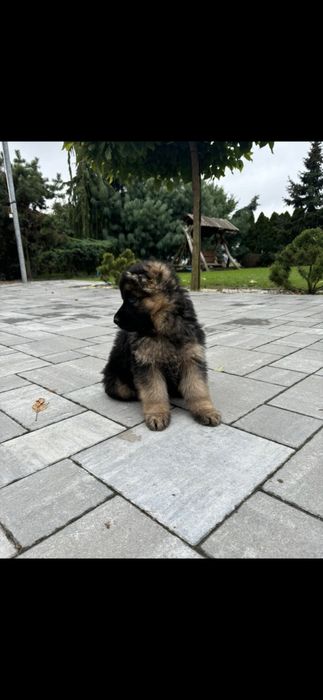 Szczeniak owczarek niemiecki