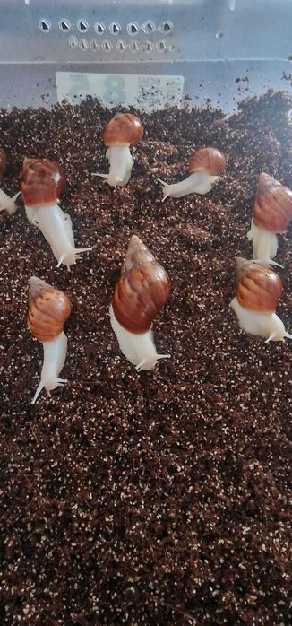 ślimaki afrykańskie