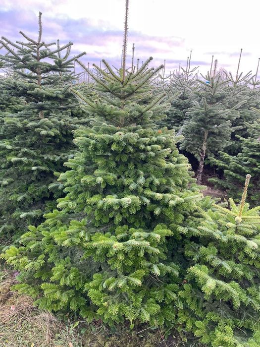 Jodla kaukaska, choinki, cięta, donica, dostawa, producent