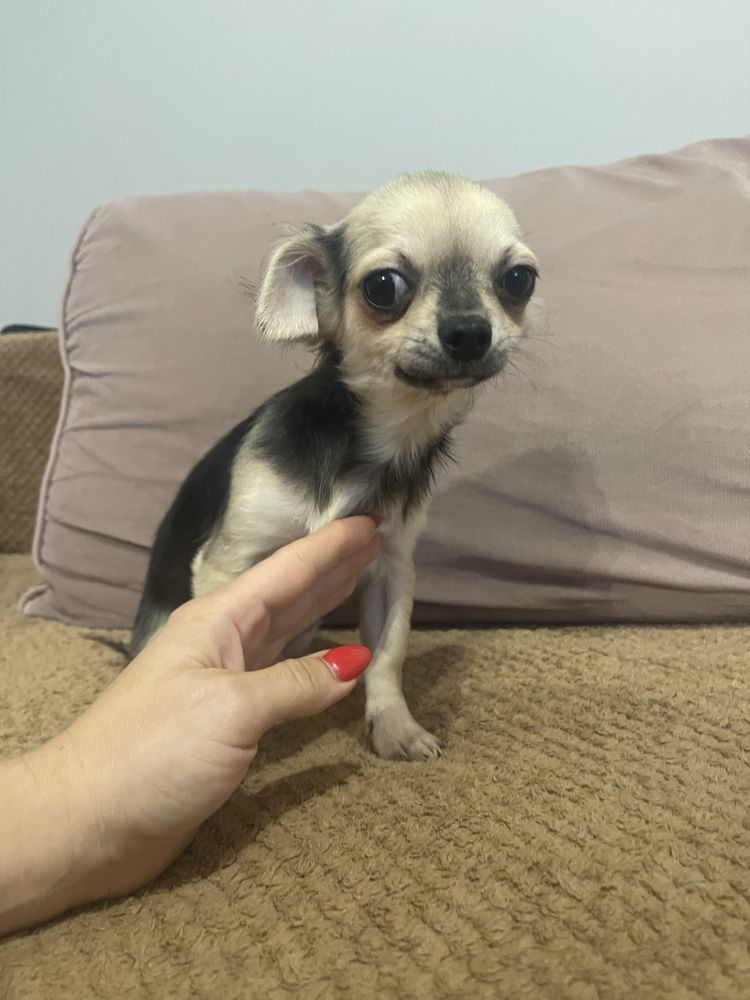 Samiec chihuhua Abel