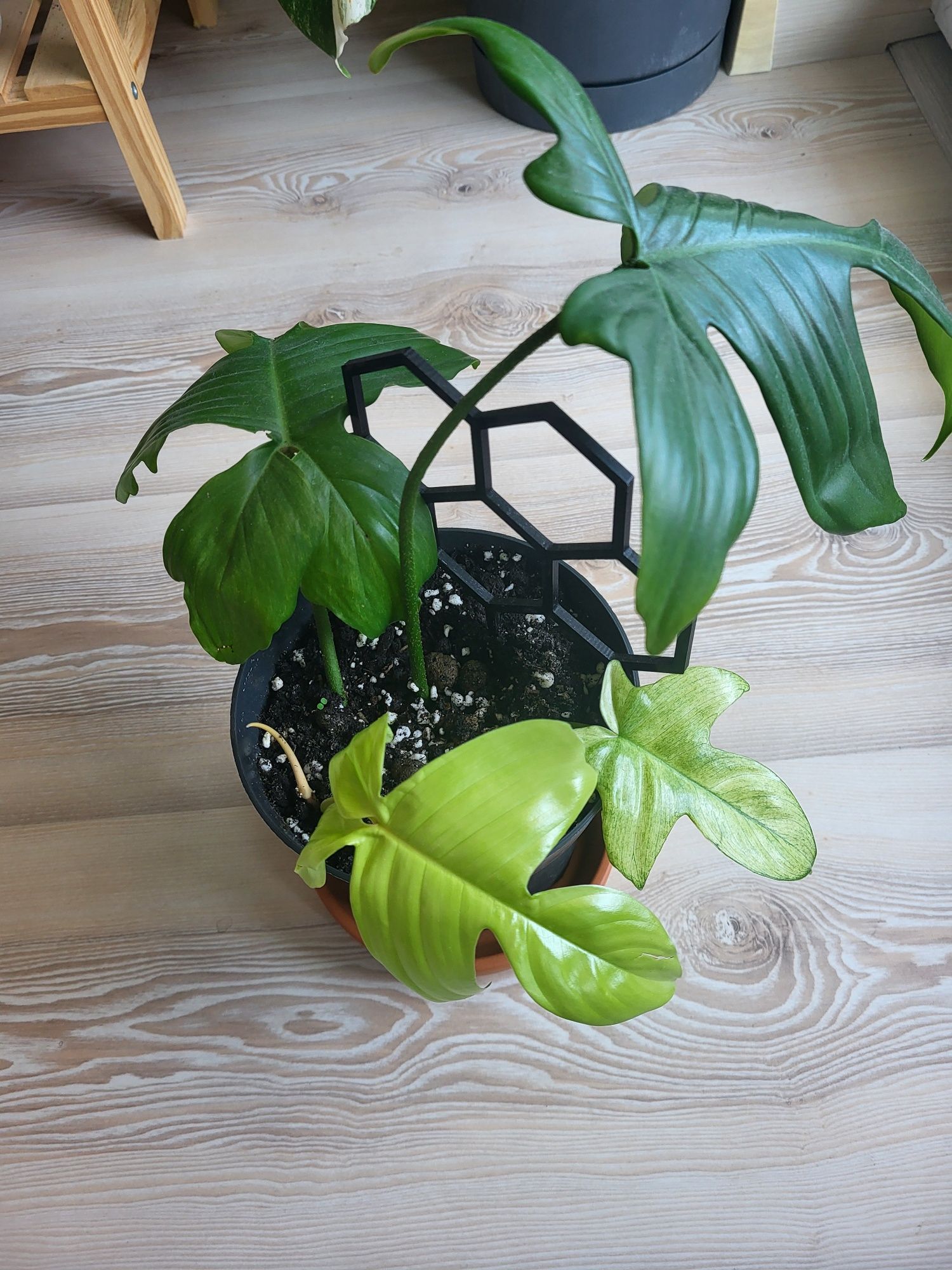 Philodendron florida ghost 2 sadzonki