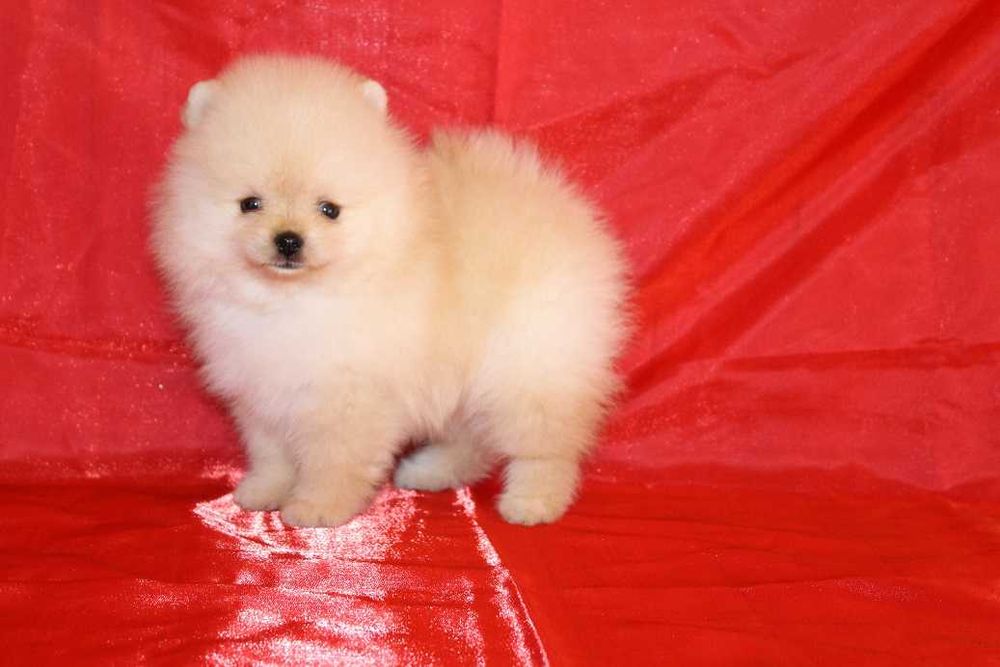 Три цуценята дівчинки Помераночки.