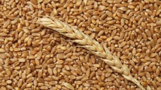 Продам пшеницю на борошно