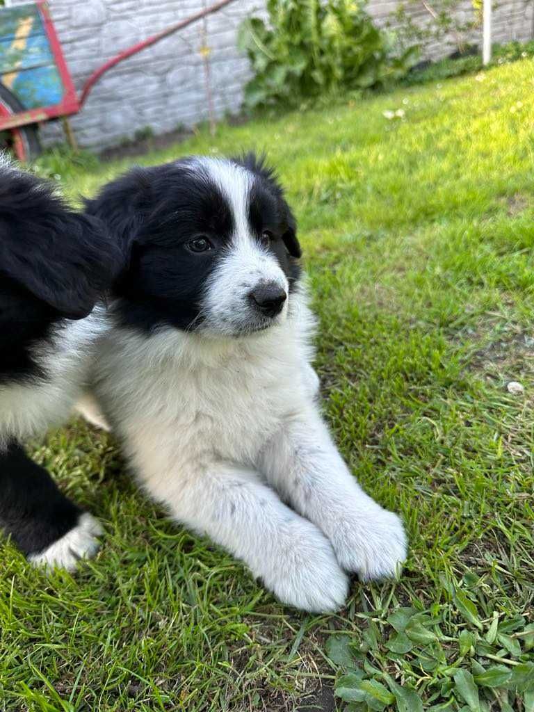 Border Collie szczeniak