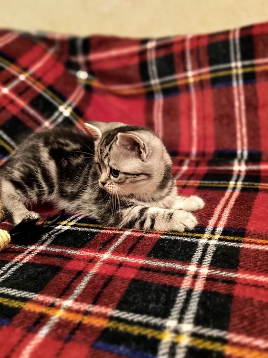 Красивые котята фолд и страйт  для любящей семьи