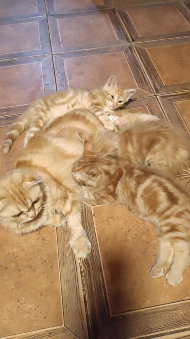 Котята шотландские