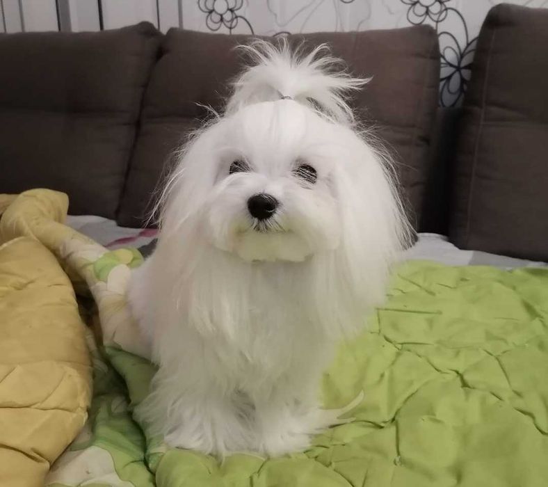 Хлопчик шукає дівчинку