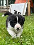 Border collie szczeniak