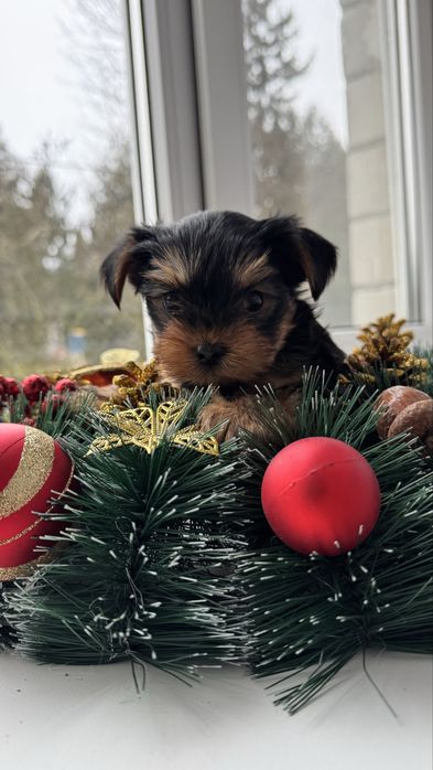 Хлопчик йоркширський терєр