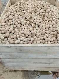 Sprzedam ziemniaki paszowe odpadowe luzem