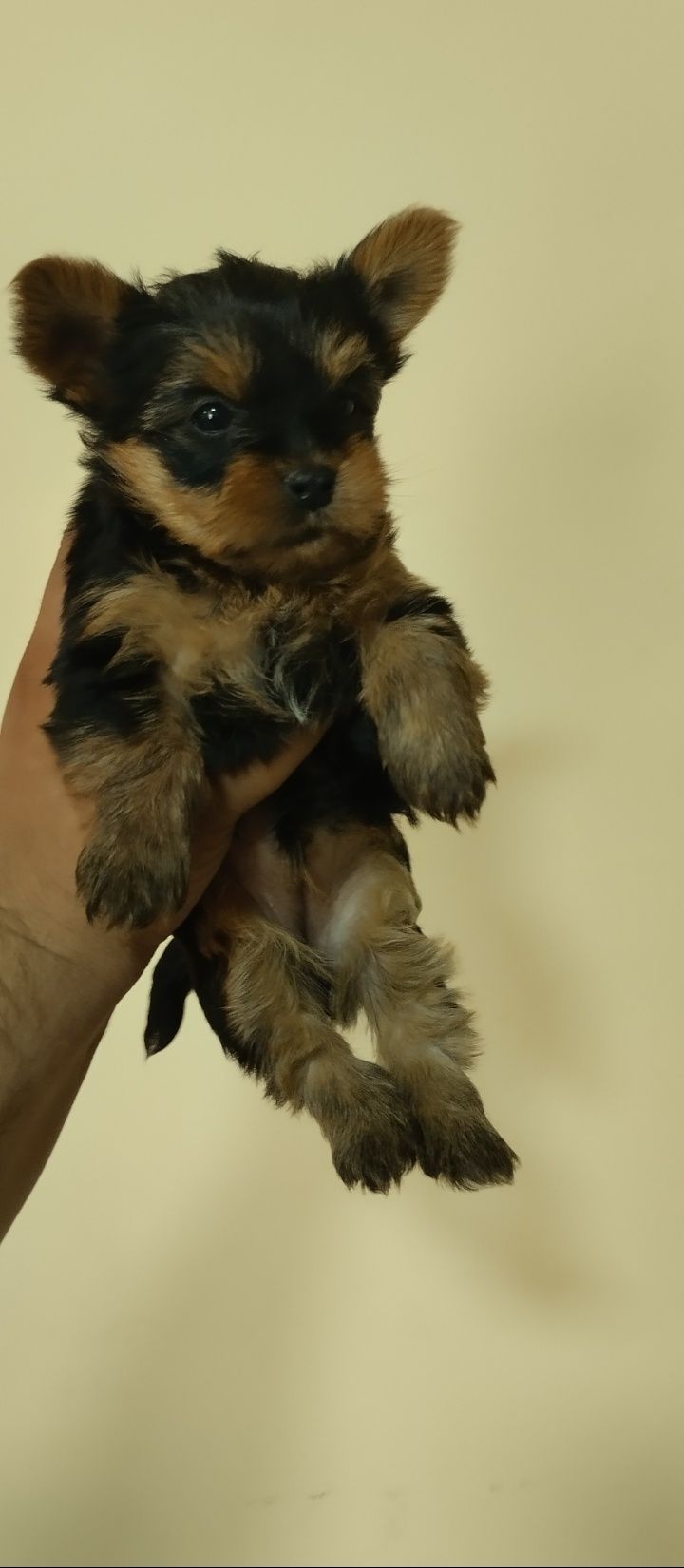 Yorkshire Terrier