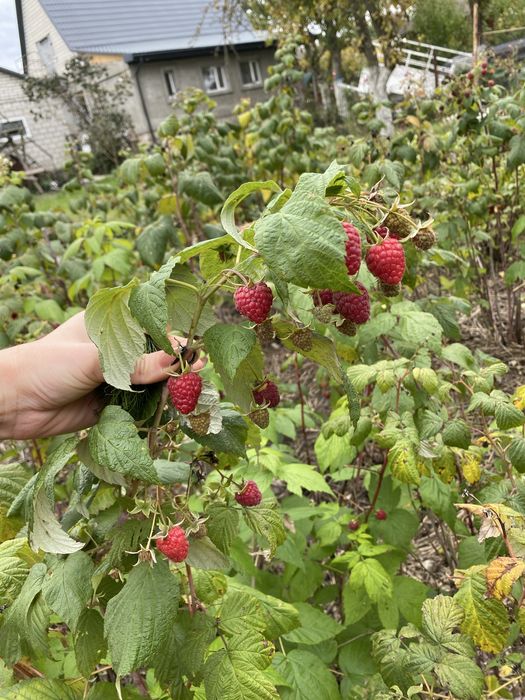 Саджанці малини до осінні