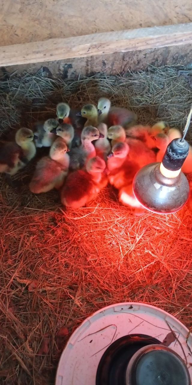 Продам домашніх гусенят