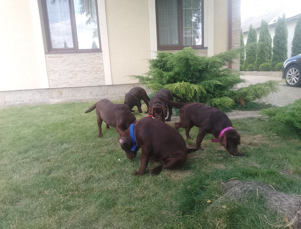 Цуценята лабрадор ретривера