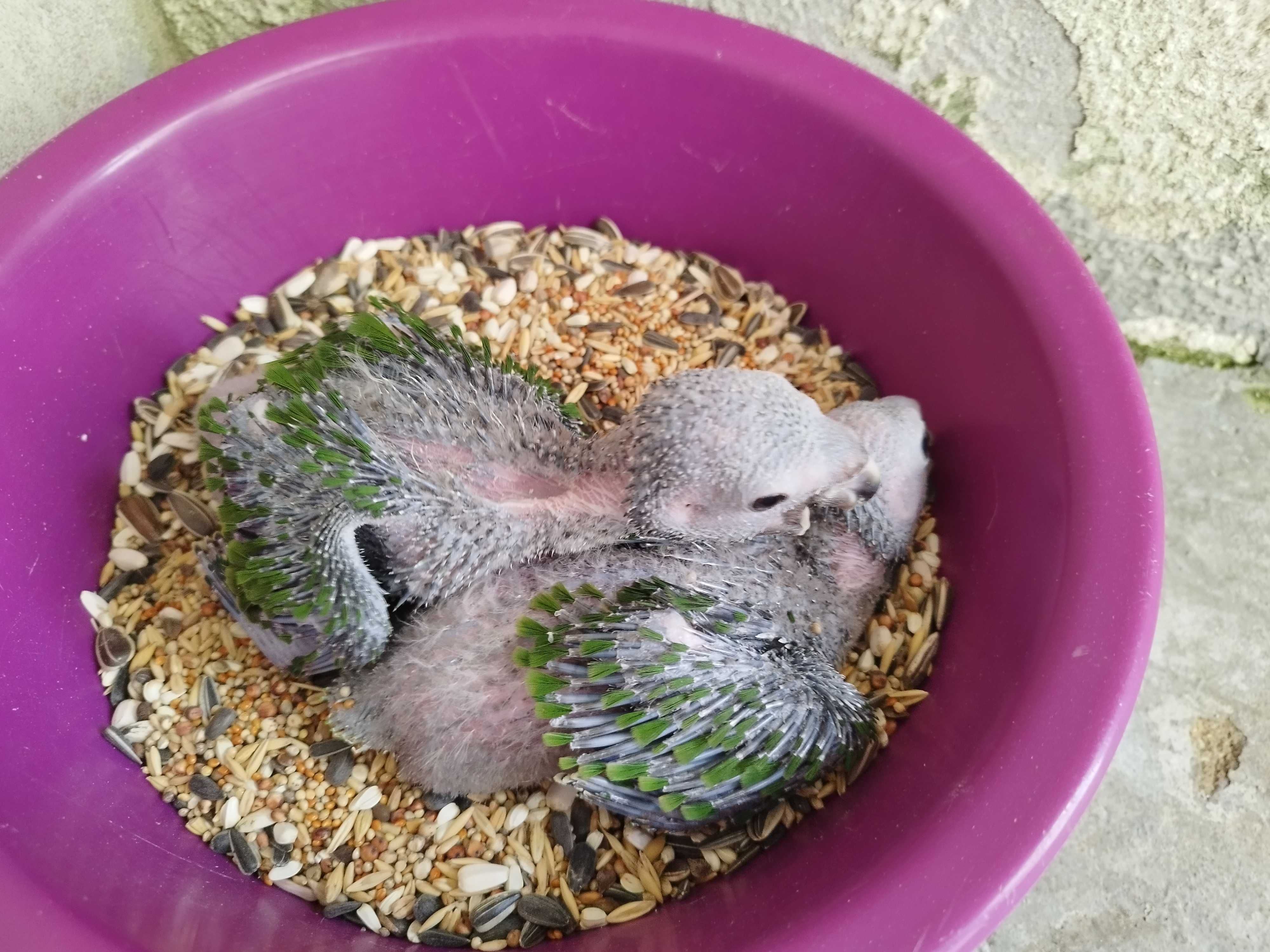 Crias de papagaio amazona