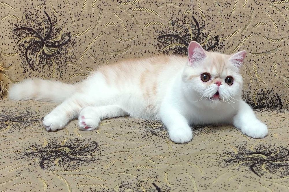 Сладкий экзотик Зефир