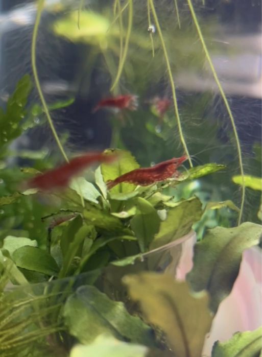 Креветки, рибки, мох печінковий, річія