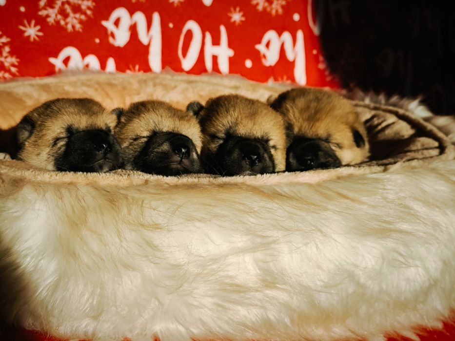 Shiba Inu śliczne pieski i suczki ZKwP/FCI